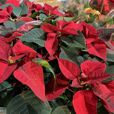 poinsettia4